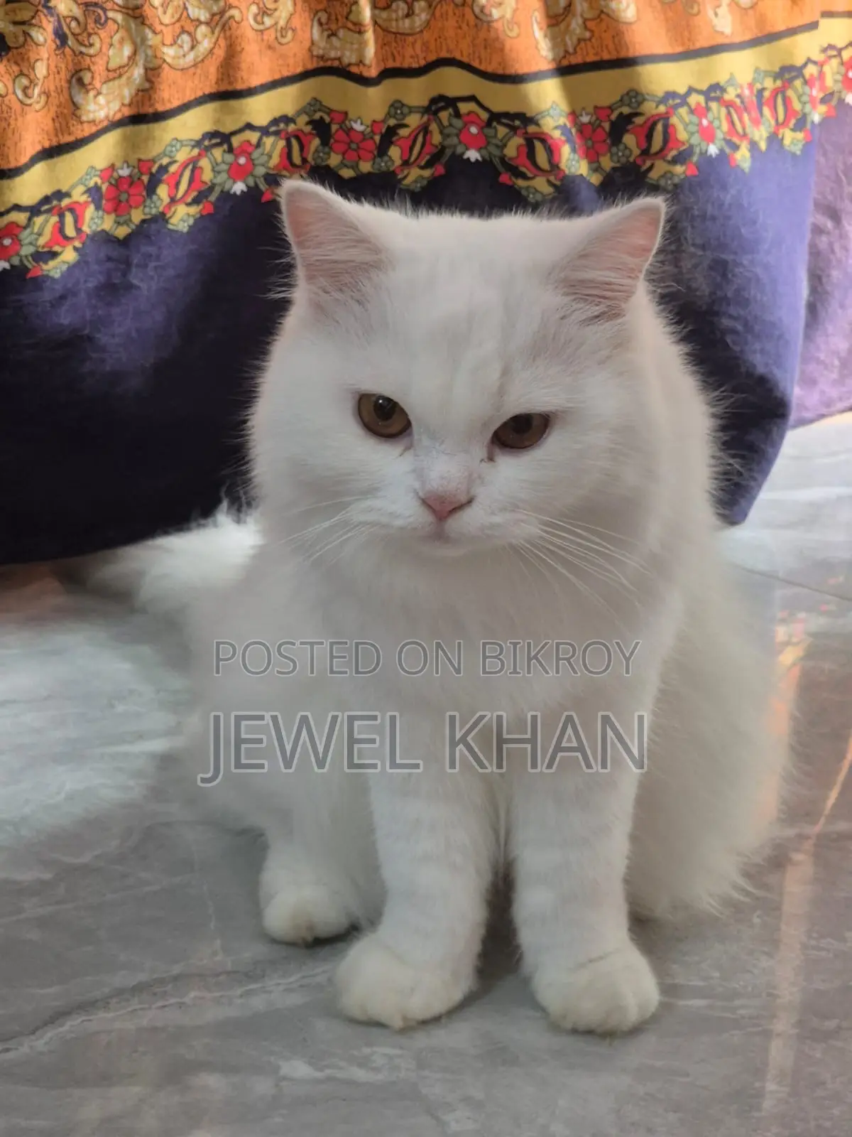 6-12 months Male Purebred Persian