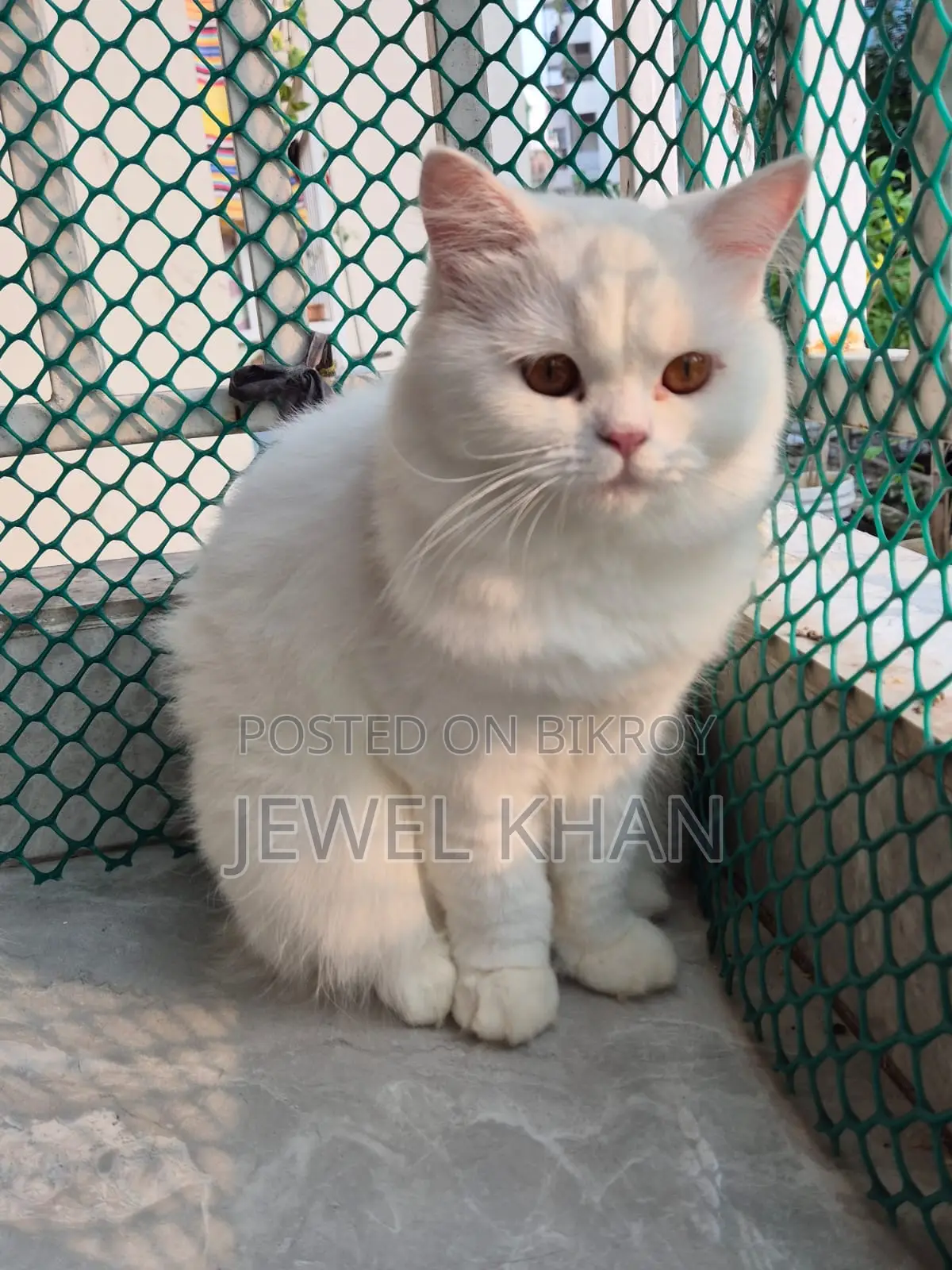 6-12 months Male Purebred Persian