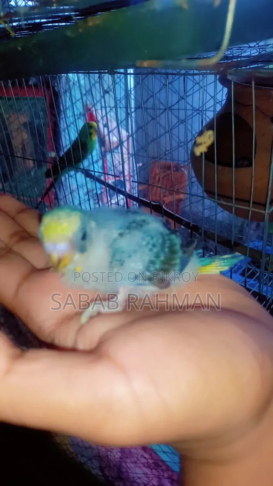 Tame sized Budgerigar chicks
