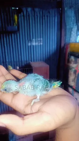 Tame sized Budgerigar chicks
