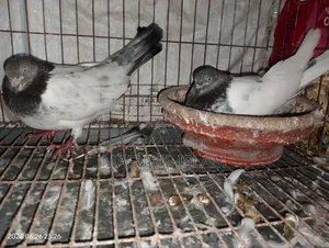 Running Egg-Laying Pair