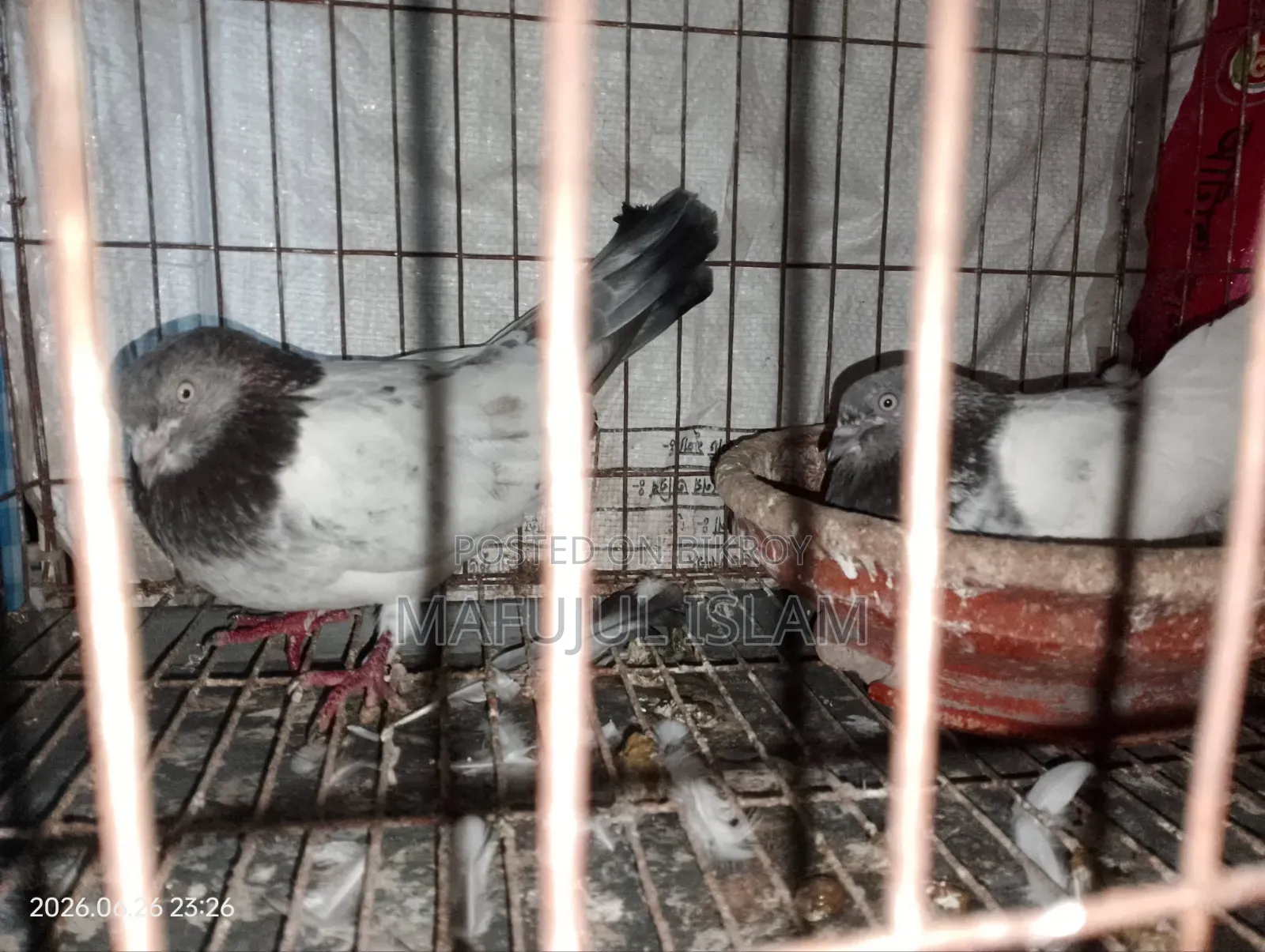 Running Egg-Laying Pair