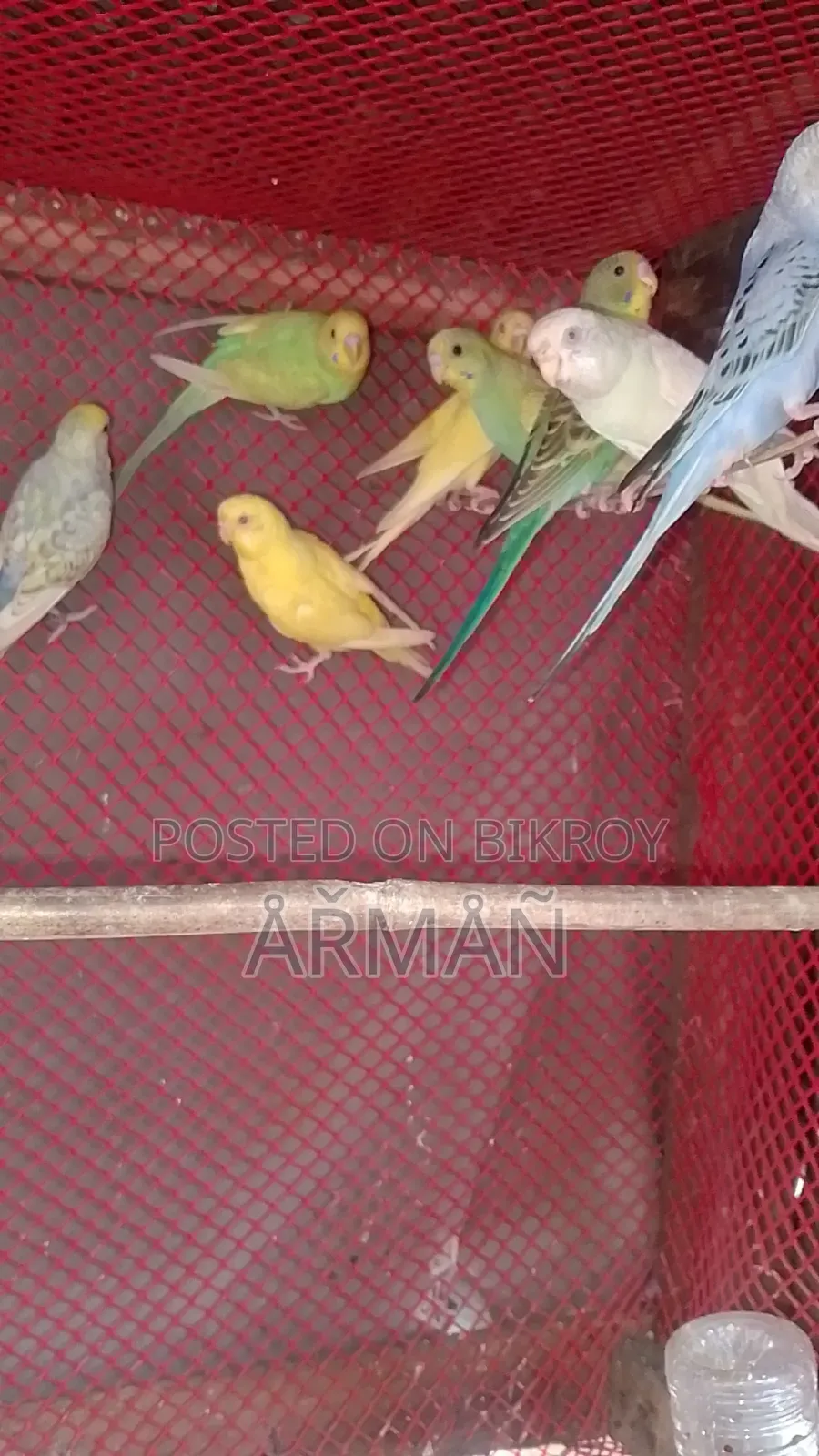 Budgerigar for sale