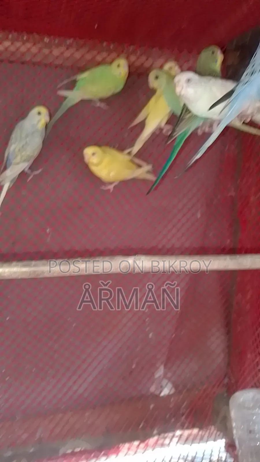 Budgerigar for sale