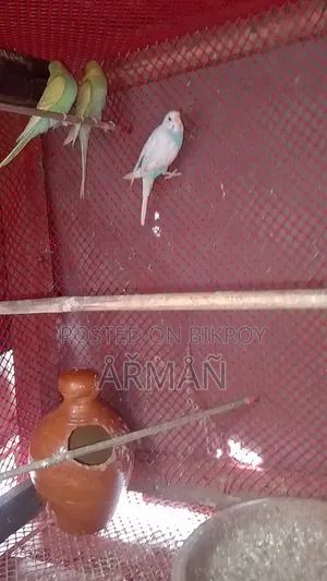 Budgerigar for sale