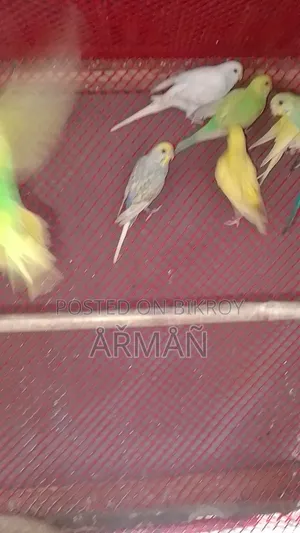 Budgerigar for sale