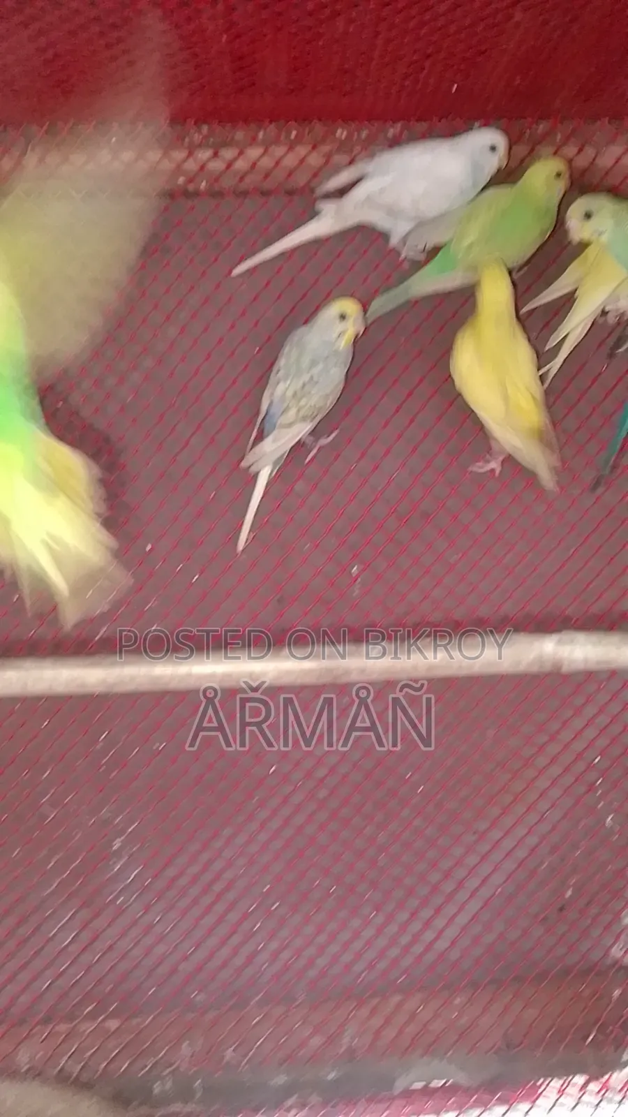 Budgerigar for sale