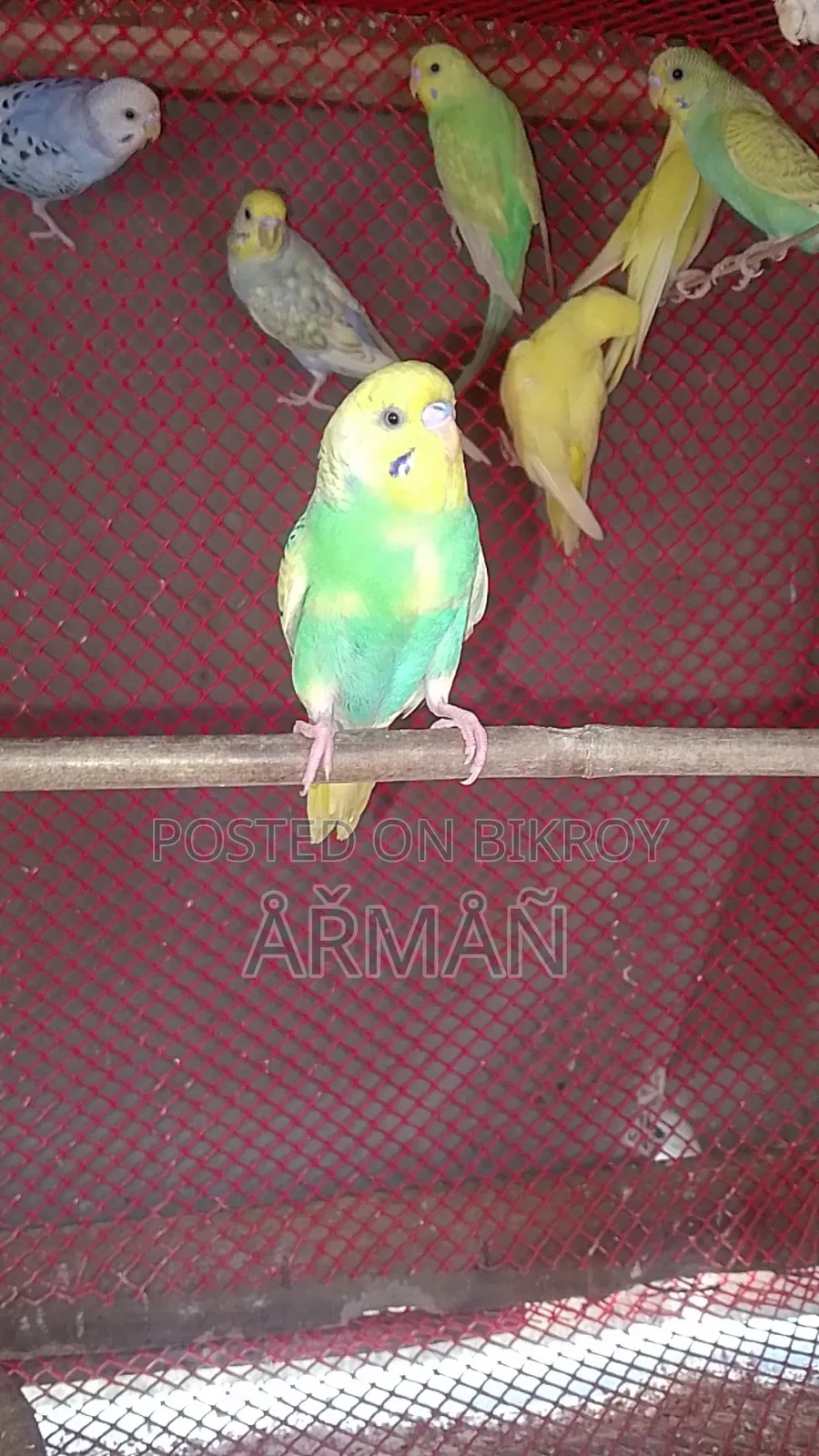 Budgerigar for sale