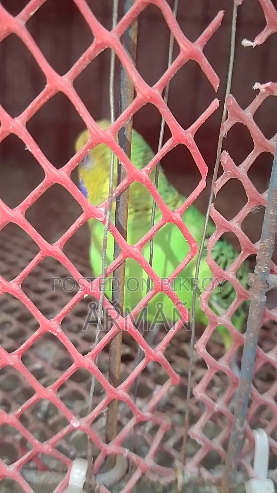 Budgerigar for sale