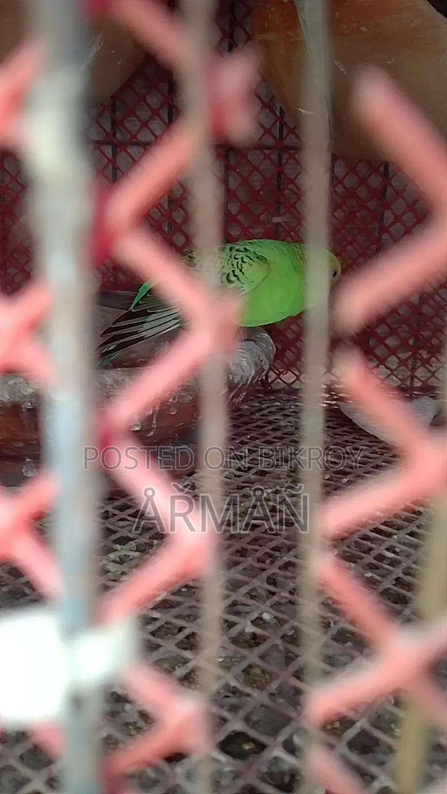 Budgerigar for sale