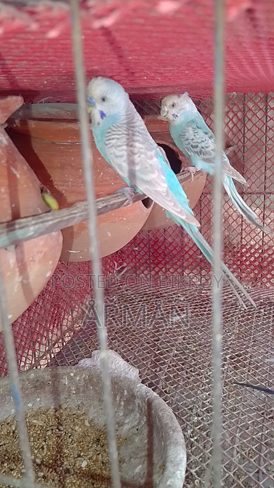 Budgerigar for sale