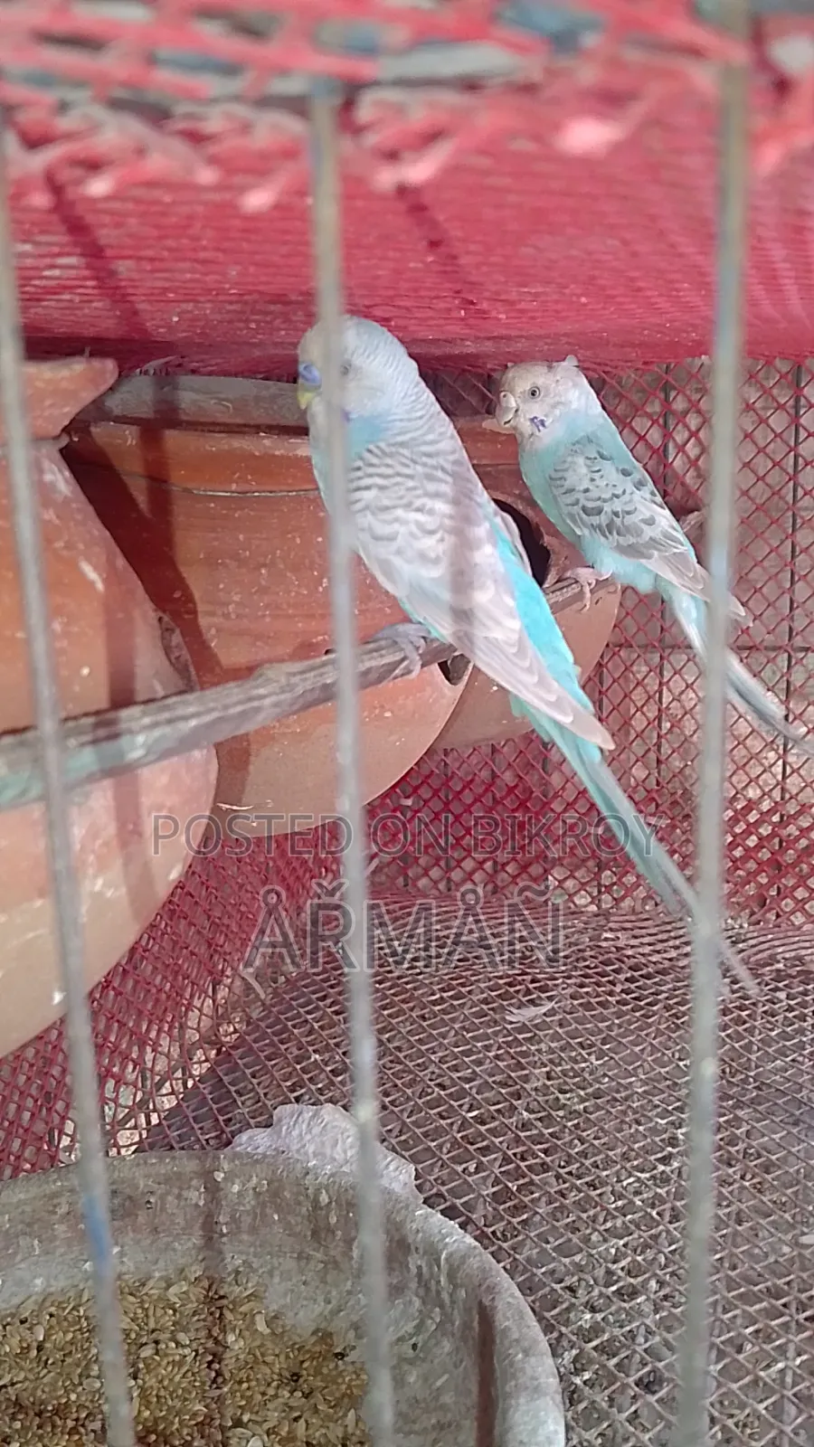 Budgerigar for sale