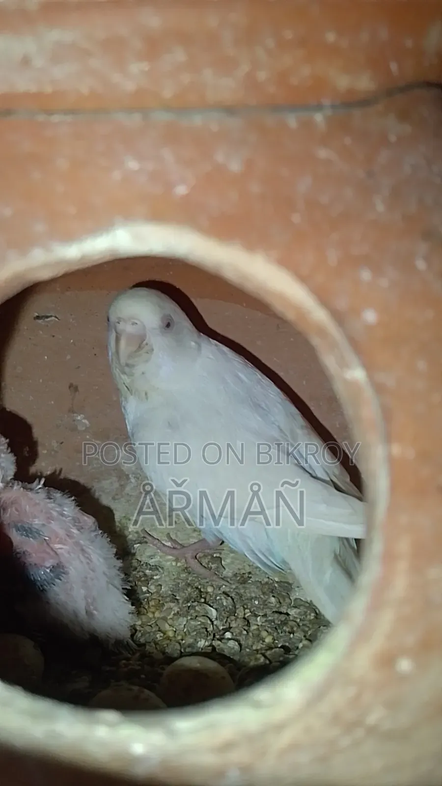 Budgerigar for sale