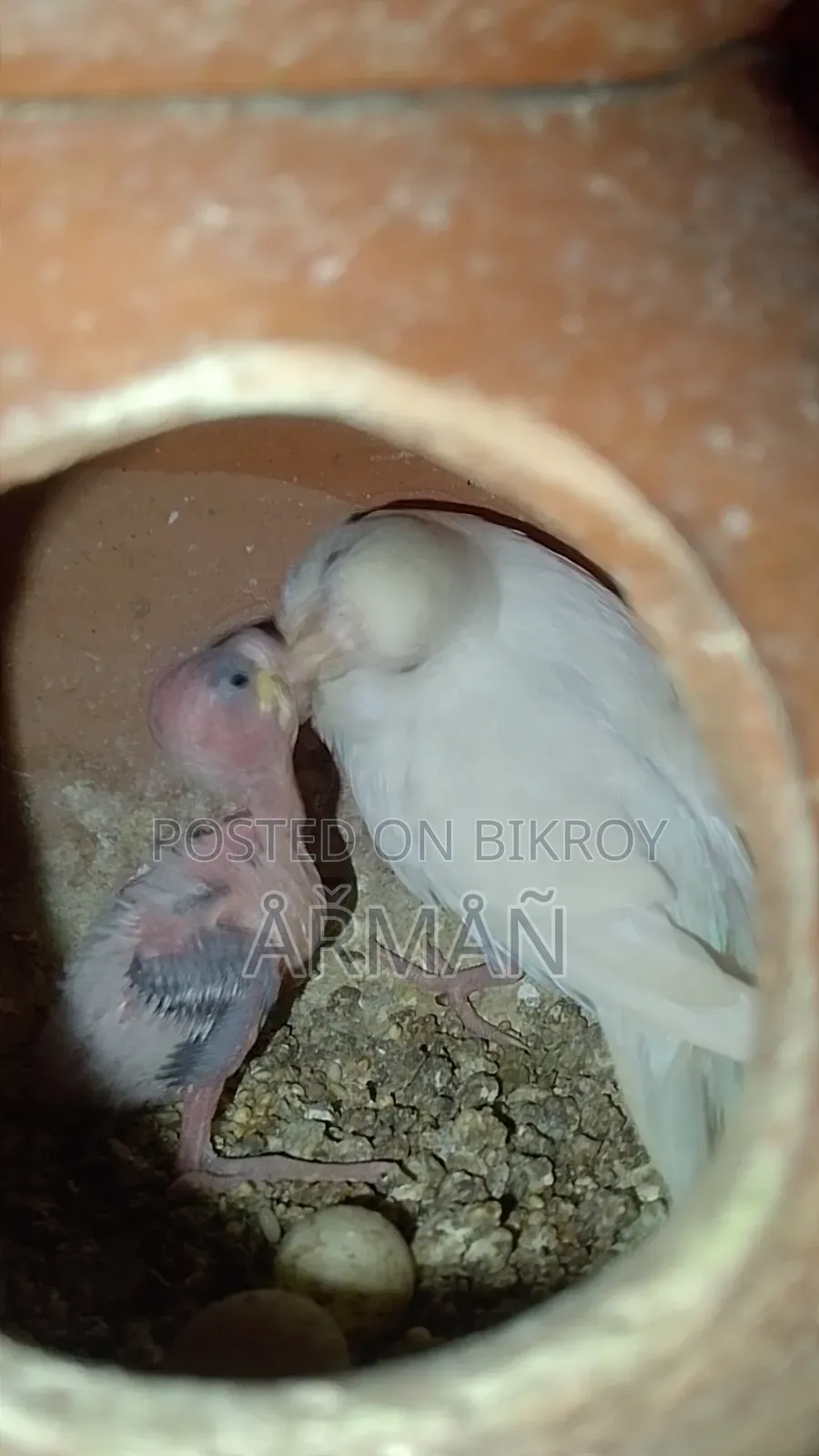 Budgerigar for sale