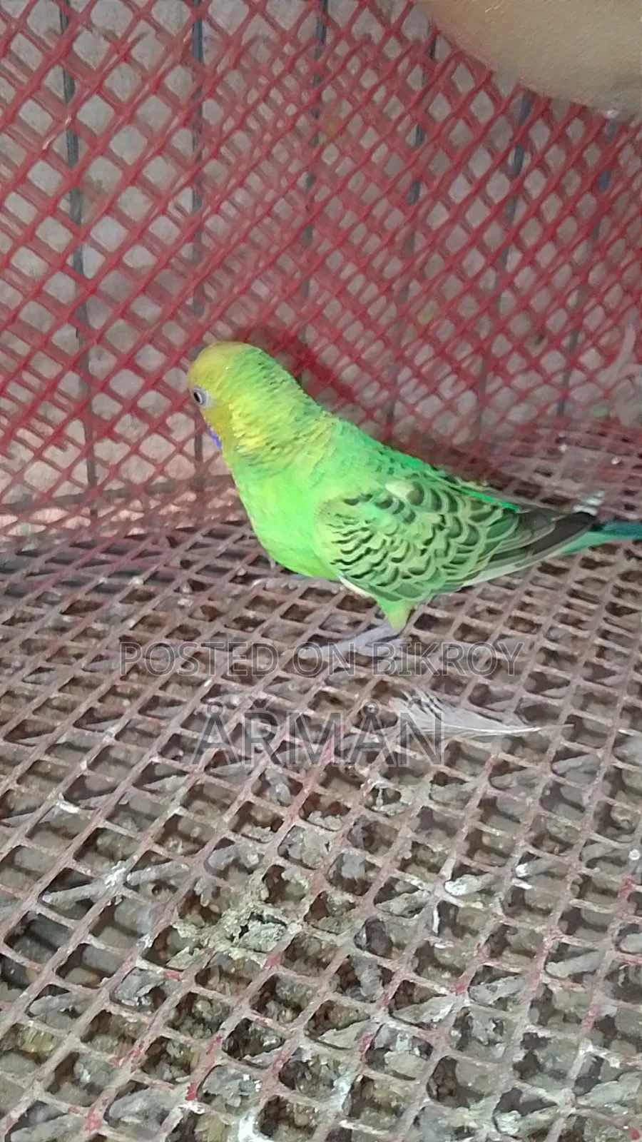 Budgerigar for sale