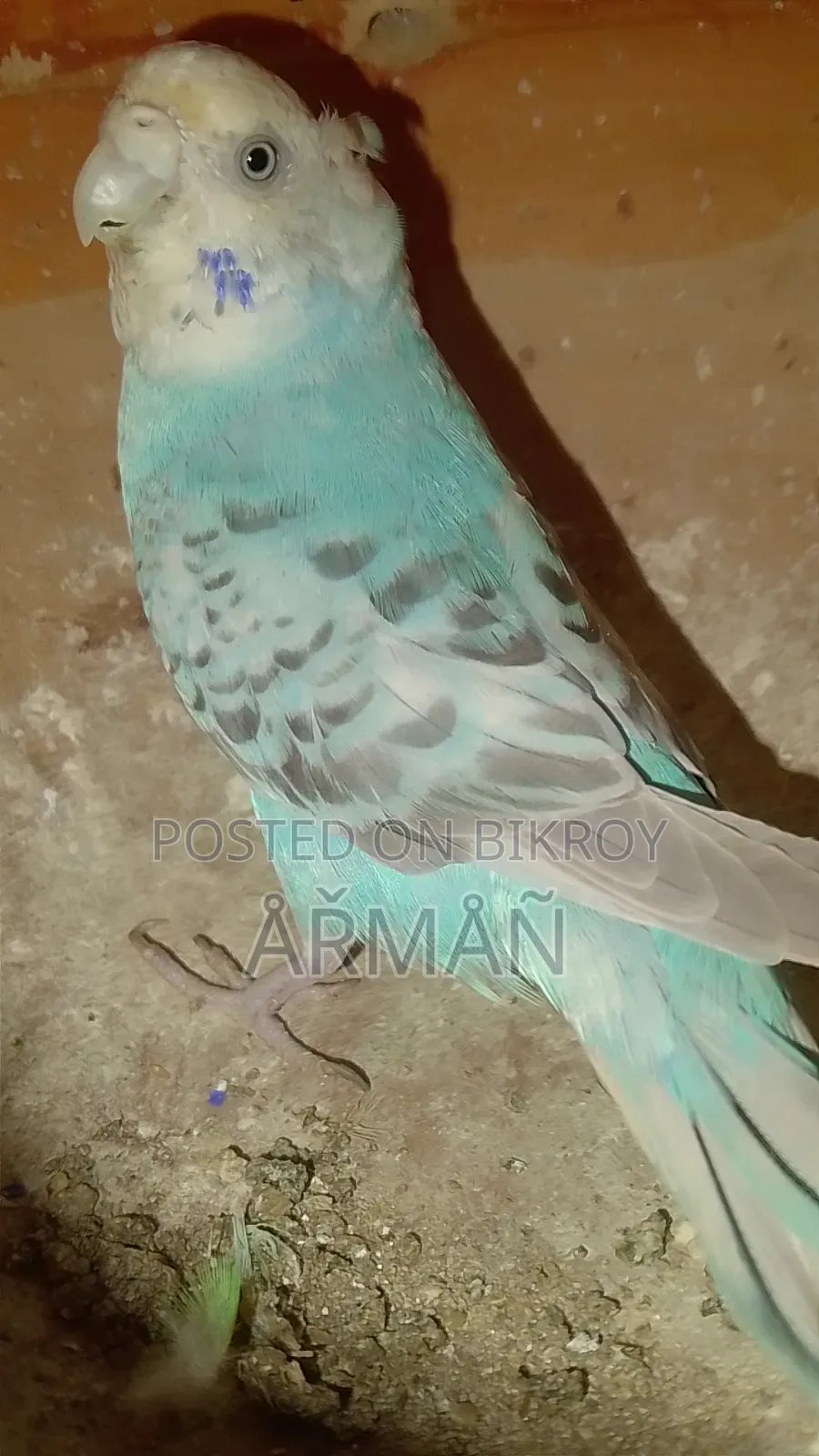 Budgerigar for sale
