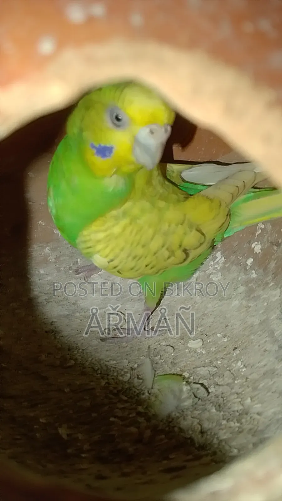 Budgerigar for sale