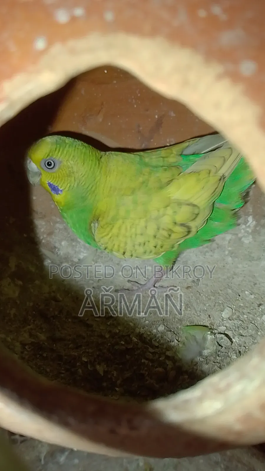 Budgerigar for sale