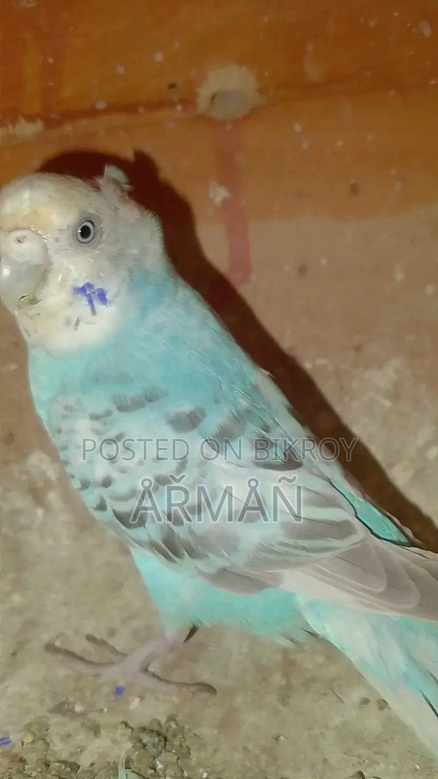 Budgerigar for sale