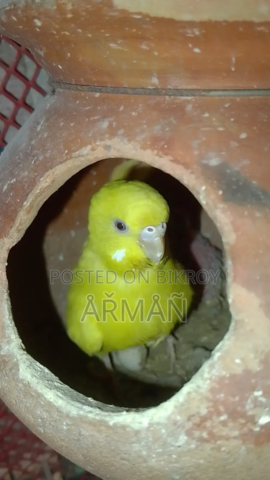 Budgerigar for sale