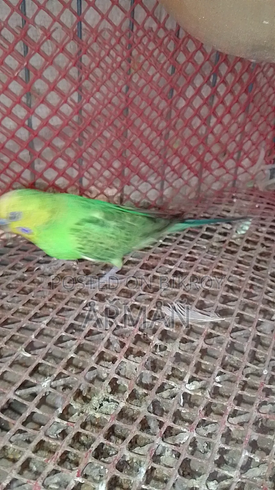 Budgerigar for sale
