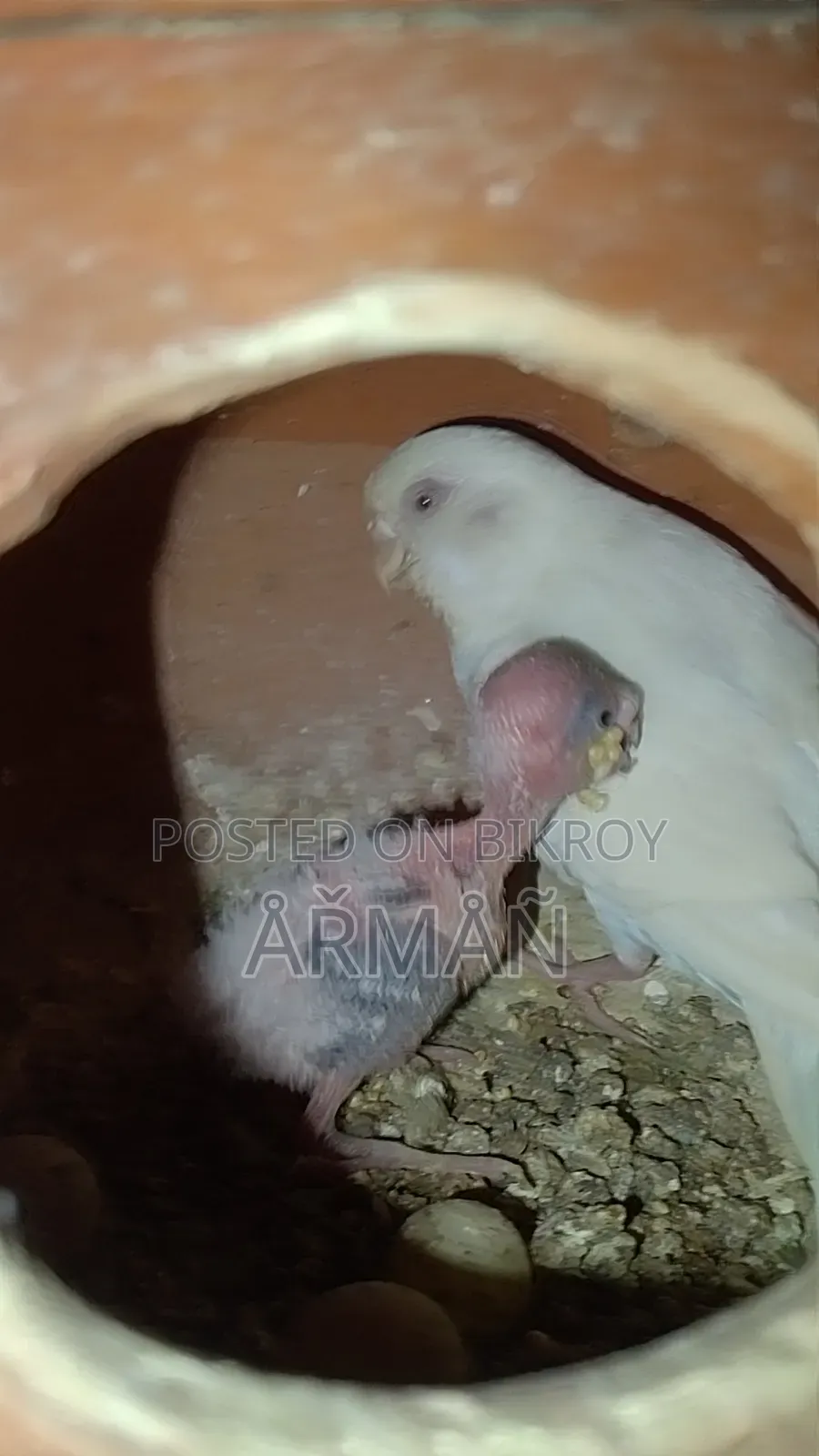 Budgerigar for sale