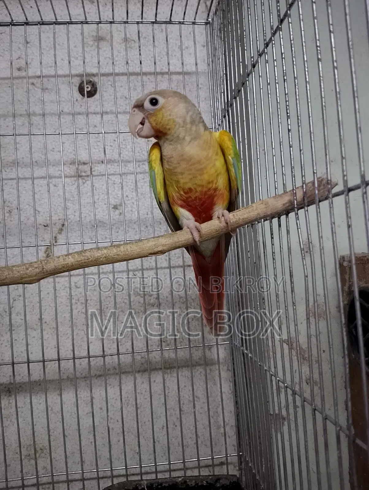 কনুর পেয়ার