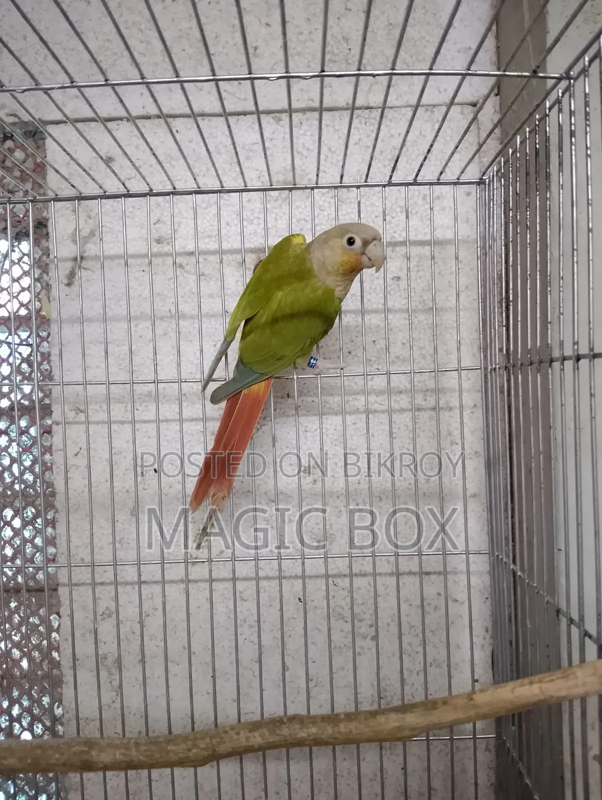 কনুর পেয়ার