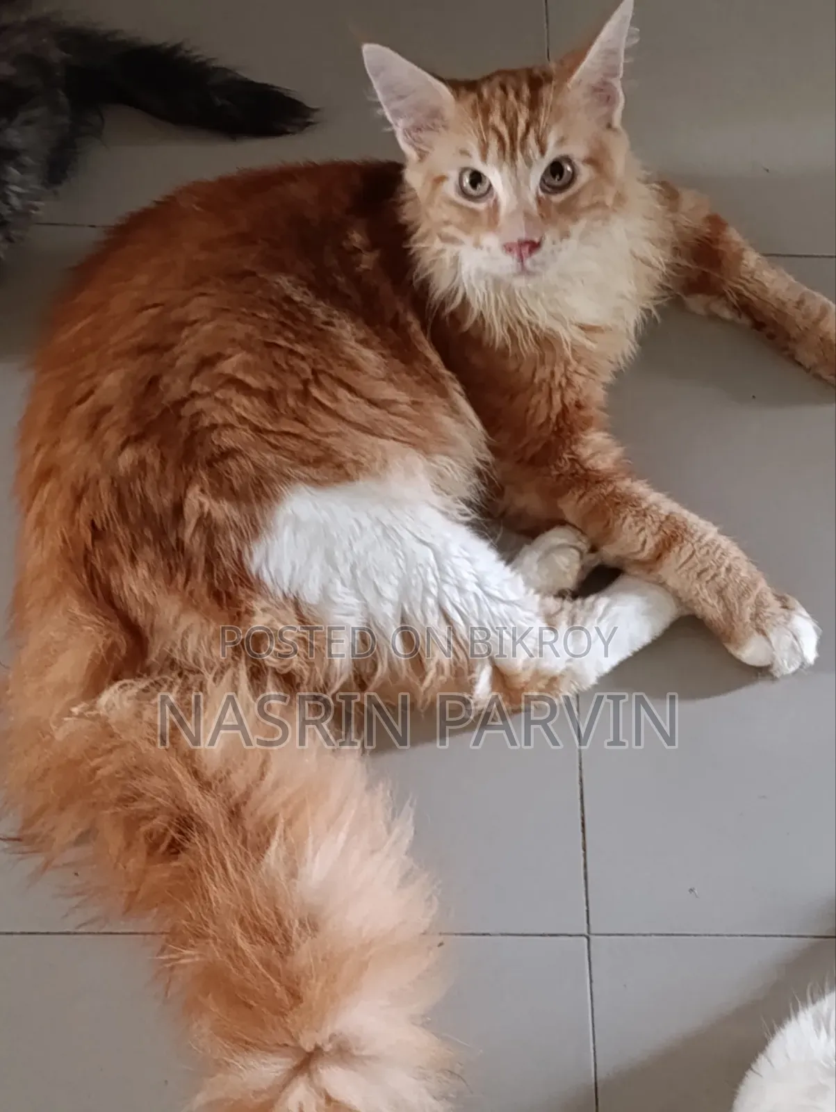 3-6 Months Male Purebred Maine Coon