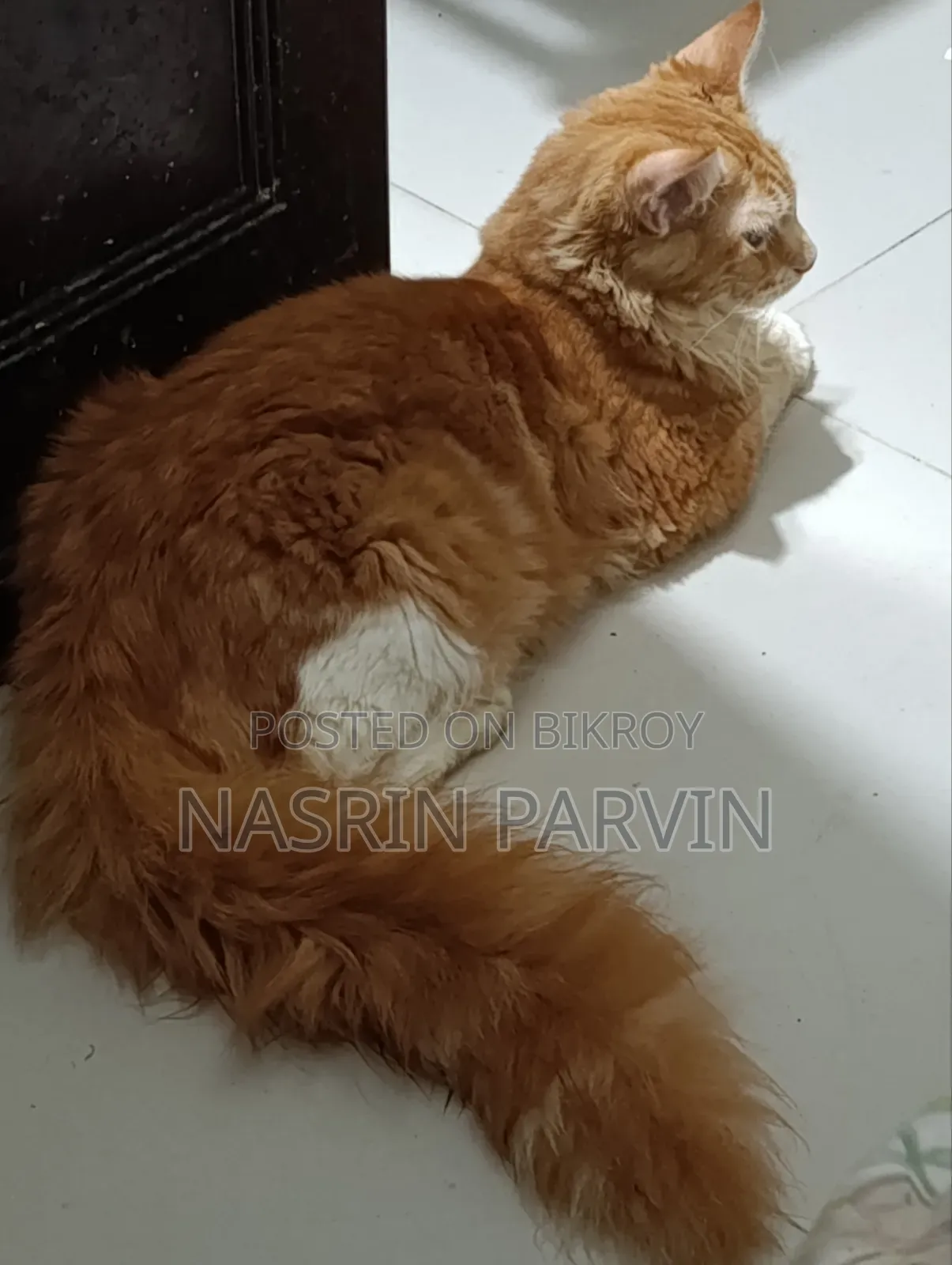 3-6 Months Male Purebred Maine Coon