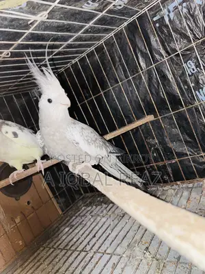 Cockateil Female Bird, White Face Cinnamon Pearl Female.
