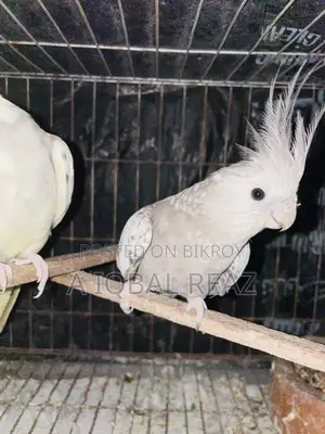 ককাটেল ফিমেল পাখি, হোয়াইট ফেস সিনামন পার্ল ফিমেল।