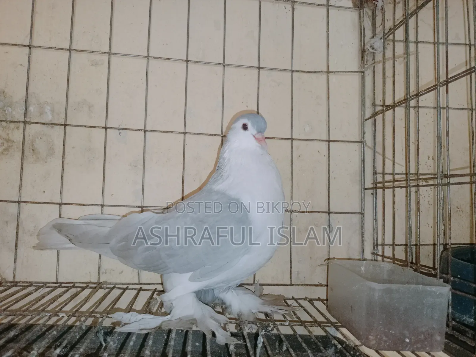 লাহরী নর রানিং