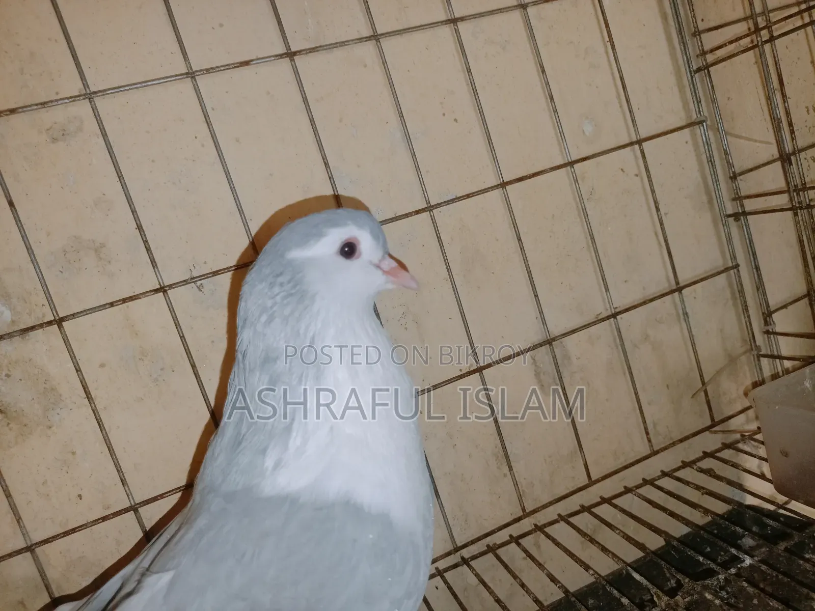 লাহরী নর রানিং