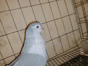 লাহরী নর রানিং