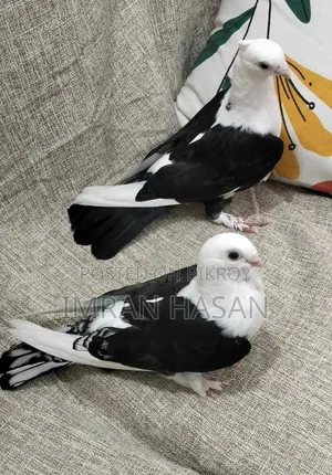 কবুতর বিক্রি হবে...