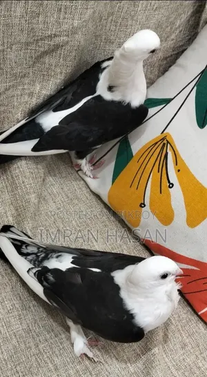 কবুতর বিক্রি হবে...