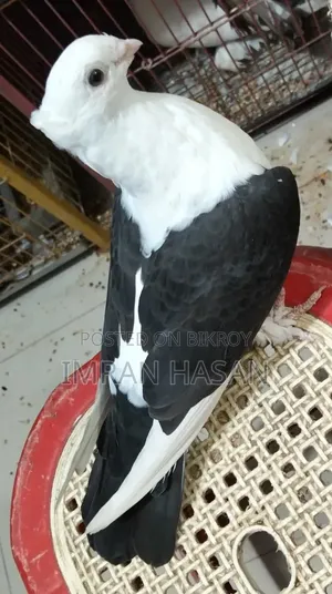 কবুতর বিক্রি হবে...