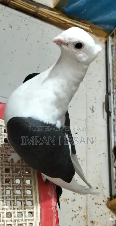 কবুতর বিক্রি হবে...