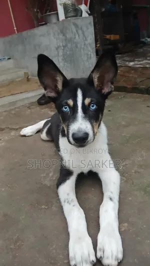 1-3 Months Male Mixed Breed Siberian Husky