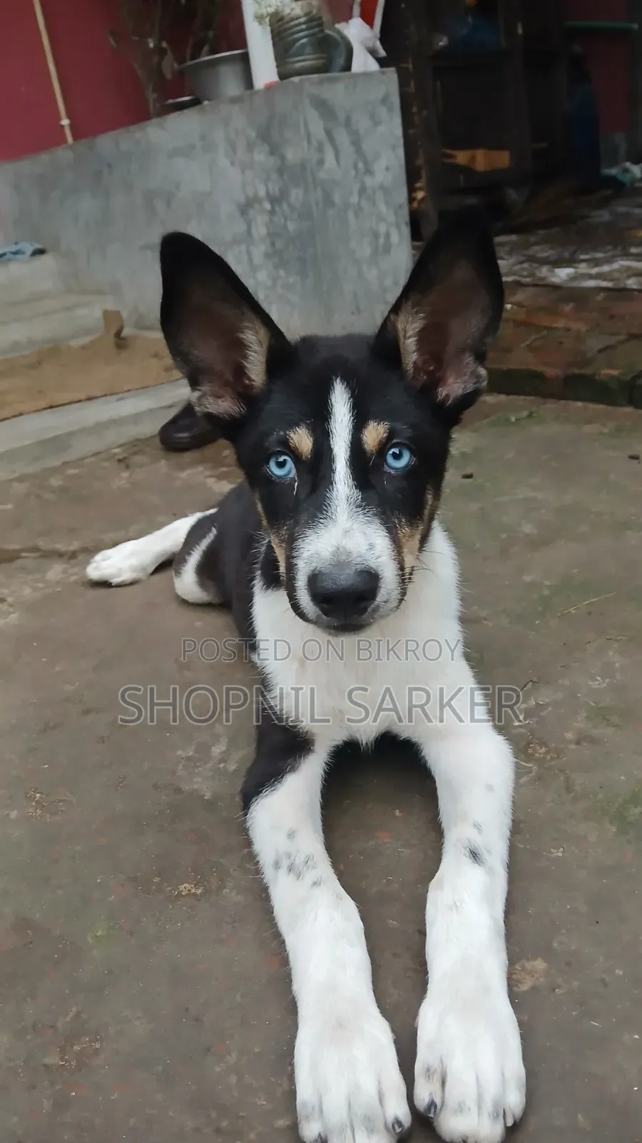 1-3 Months Male Mixed Breed Siberian Husky