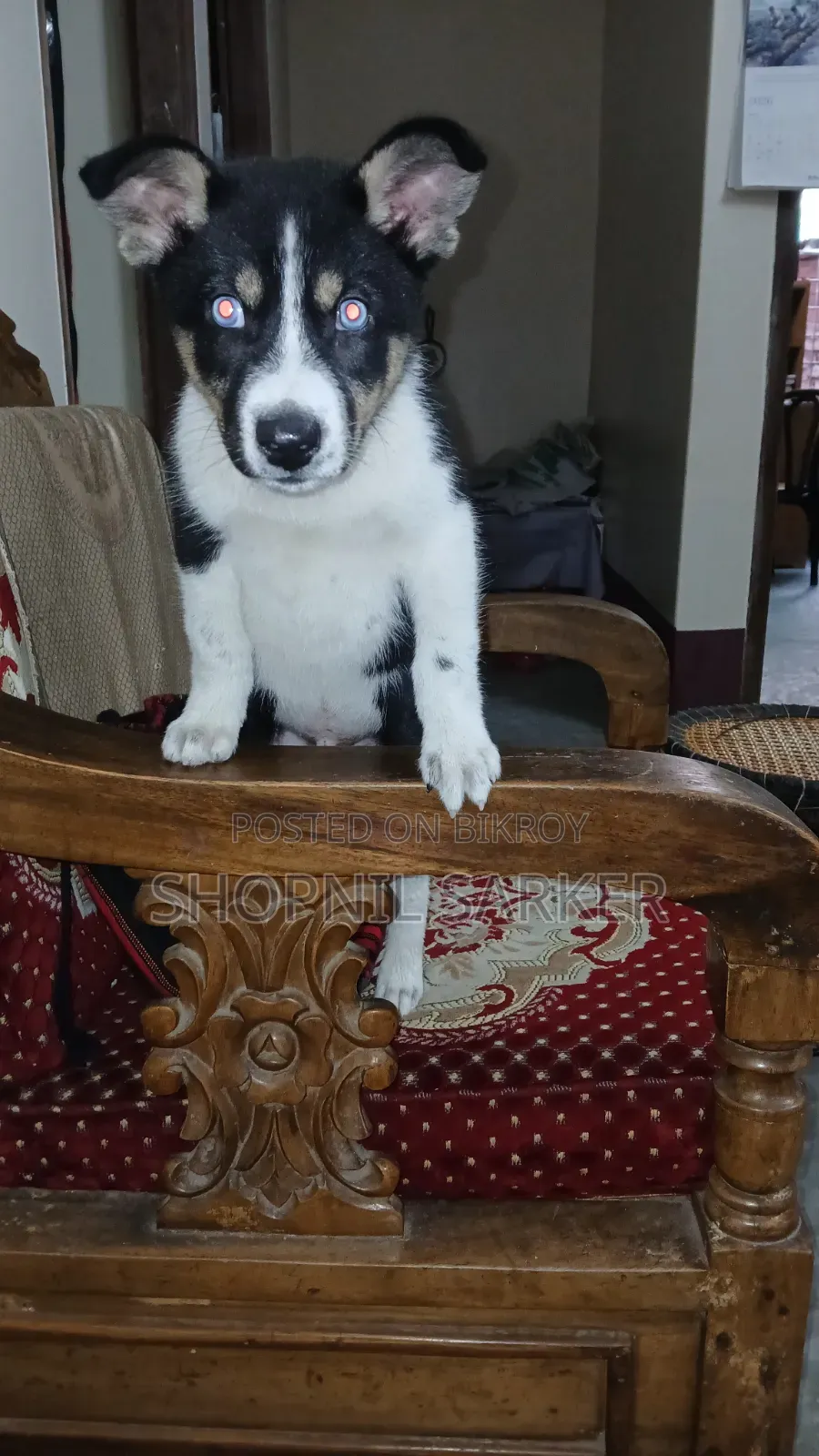 1-3 Months Male Mixed Breed Siberian Husky