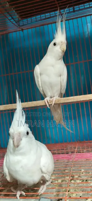 Cockatiel For Sale