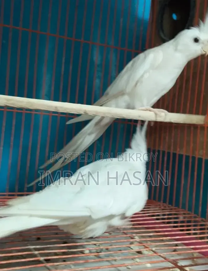 Cockatiel For Sale