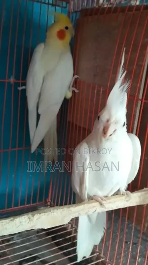 Cockatiel For Sale