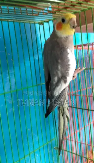 Cockatiel For Sale