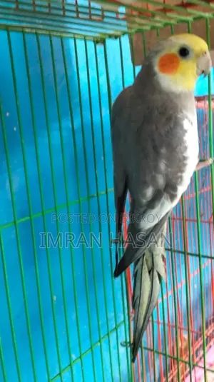 Cockatiel For Sale