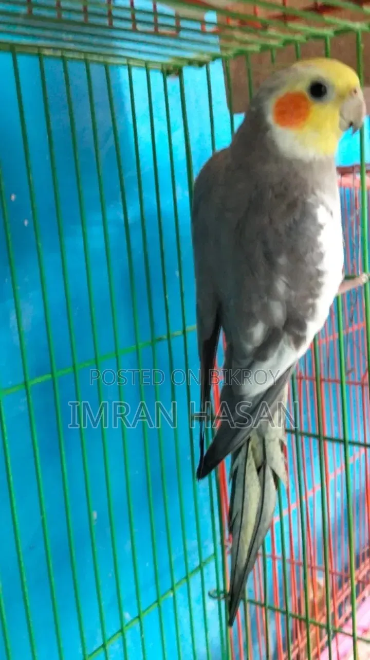 Cockatiel For Sale