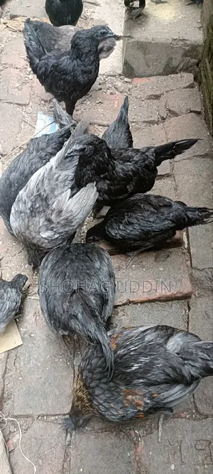 কাদকনাথ ২-৩ মাস+ বয়সী মোরগ,মুরগী
