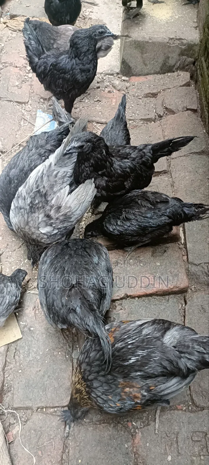 কাদকনাথ ২-৩ মাস+ বয়সী মোরগ,মুরগী